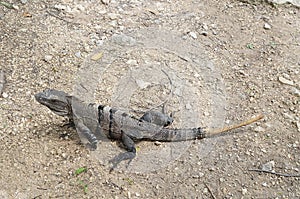 Iguana profile