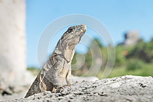Iguana proudly posing in ruins of Tulum, Mexico