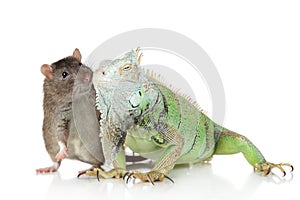 Iguana with rat together on a white background