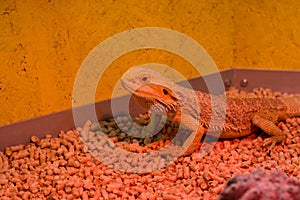 Iguana in red light