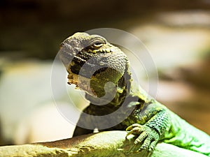 Iguana relaxing on a stone