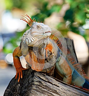 Iguana reptile