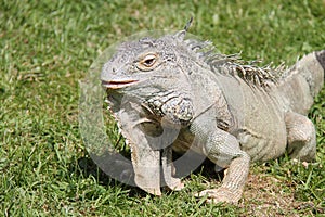 Iguana Reptile.