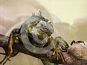 Iguana reptile amphibian lizard wildlife
