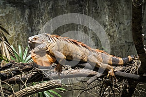 Iguana reptile animal on tree branches with wall background. Big orange Iguana lizard on tree