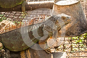 Iguana is a reptile that is a genus of herbivorous lizards