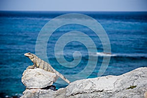 Iguana reptile lizard sitting on stone next to Ocean