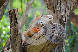 Iguana reptile sitting