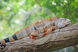 Iguana reptile sitting