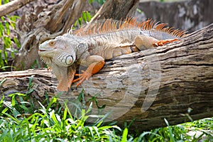Iguana reptile sitting