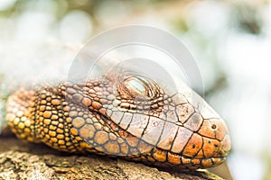 Iguana reptile sleeping on the tree