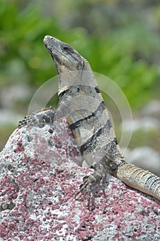 Iguana reptiles wild exotic tropics Mexico