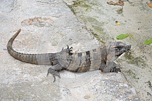 Iguana reptiles wild exotic tropics Mexico