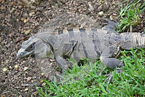 Iguana reptiles wild exotic tropics Mexico