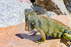 Iguana reptilian, exotic wild dragon.