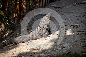 Iguana at a resort in Mexico`s Riviera Maya photo