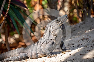Iguana at a resort in Mexico`s Riviera Maya photo