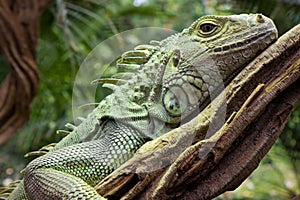Iguana resting on branch