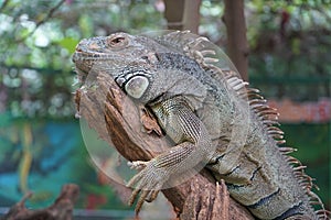 Iguana is resting on the branch