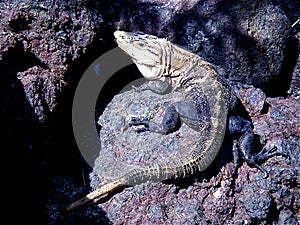 Iguana resting on the hot rocks