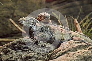 Iguana resting position