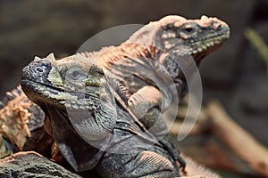 Iguana resting position