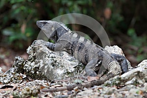 Iguana resting on rock