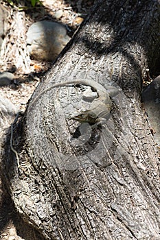 Iguana resting in the shade on a tree trunk