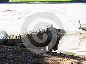 An iguana resting in sunlight