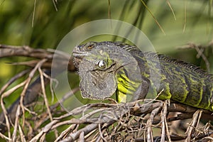 Iguana resting in a tree at Green Cay