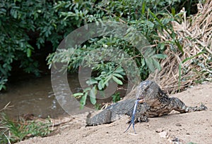 Iguana on riverbank