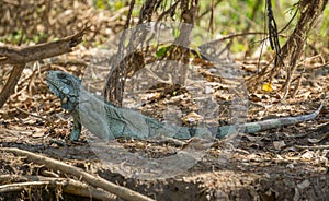 Iguana in riverbank of Brazilian Pantanal