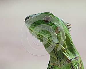 Iguana