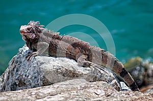 Iguana on a Rock