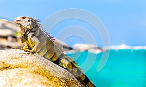 Iguana on a rock in national park Tayrona in Colombia photo