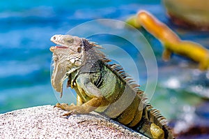 Iguana on a rock in National park Tayrona in Colombia photo