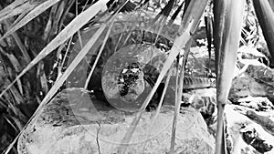 Iguana on rock Tulum ruins Mayan site temple pyramids Mexico