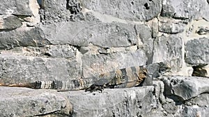 Iguana on rock Tulum ruins Mayan site temple pyramids Mexico