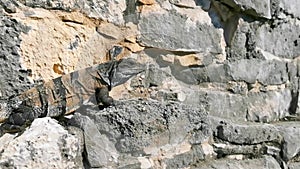 Iguana on rock Tulum ruins Mayan site temple pyramids Mexico