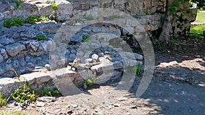 Iguana on rock Tulum ruins Mayan site temple pyramids Mexico