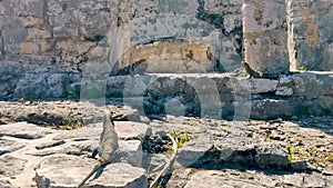 Iguana on rock Tulum ruins Mayan site temple pyramids Mexico