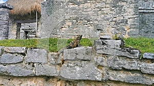 Iguana on rock Tulum ruins Mayan site temple pyramids Mexico