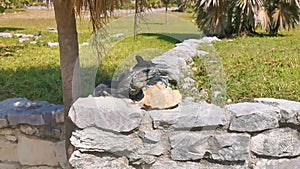 Iguana on rock Tulum ruins Mayan site temple pyramids Mexico