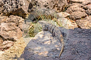 Iguana on the rocks basks in the sun