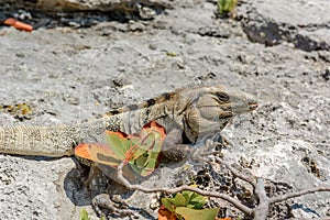 Iguana on the rocks basks in the sun