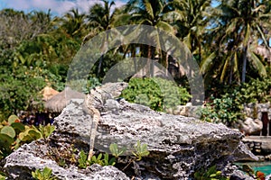 Iguana on the rocks basks in the sun