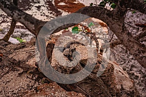 Iguana on the rocks basks in the sun