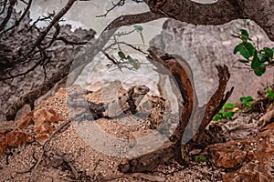 Iguana on the rocks basks in the sun