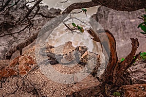 Iguana on the rocks basks in the sun