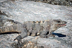 Sobre el rocas. México 